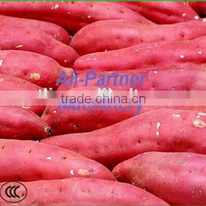Hot Sale Potato Garlic Cleaning Peeling Machine for Commercial Use thumbnail-6