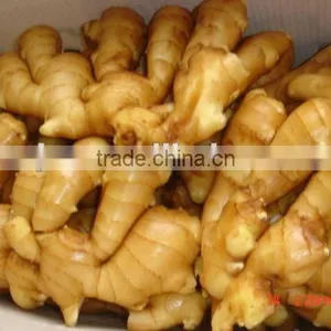 Chinese Fresh Clean Ginger thumbnail-1