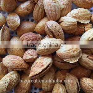 Roasted Salted Apricot Kernels Without Shell for Hot Sale thumbnail-6