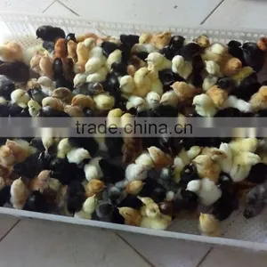 Direct Manufactory Small Cold Press Oil Machine thumbnail-6