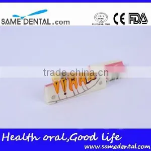 Right Tooth Tissue Decomposition Model Dental Eduction Assitant No. DEA-17 thumbnail-3