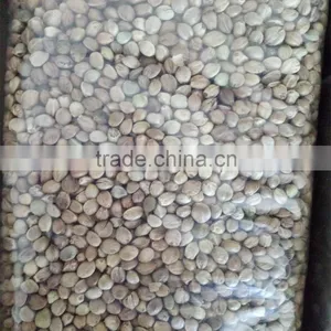 Hemp Seed 2016 thumbnail-4