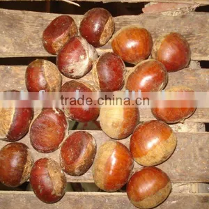 Chestnut Supplier thumbnail-1
