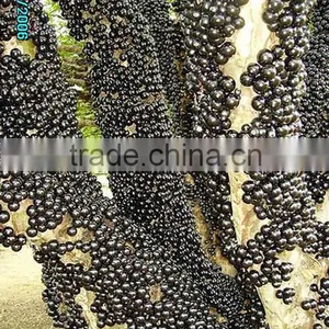 Jaboticaba Seeds Jabuticaba Guapuru Hivapuru Sabara Ybapuru Brazilian Grape Tree Seeds For Growing thumbnail-5
