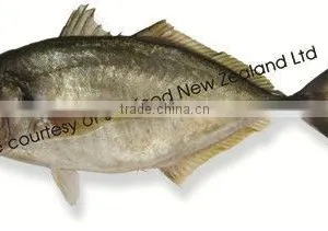Sashimi Grade New Zealand Trevally thumbnail-1