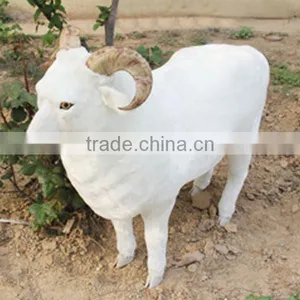 Realistic Taxidermy Replica Life Sized Plastic Animals Sheep thumbnail-1