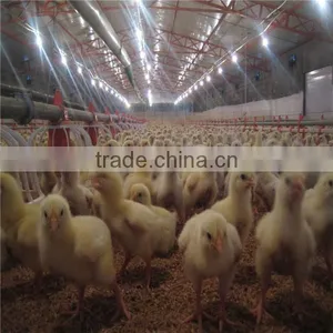 Computer-controlled Poultry Feeding System thumbnail-5