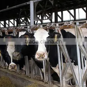 Agricultural Equipment Cow Feeder thumbnail-2