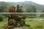SJ010808 High Quality Evergreen Artificial Cartoon Topiary Animal Grass Animal Sculpture thumbnail-3