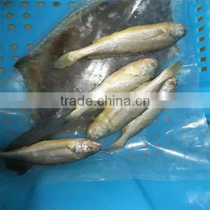 Cold Water and Deep Fish and Aqua Seafood Fish thumbnail-1