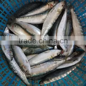 High-quality Sardine For Bait on Sale thumbnail-1
