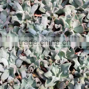Echeveria Culibra Decorative Plants Echeveria, Succulent Plants, Tropical Plants thumbnail-1