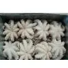 Sell Octopus thumbnail-1