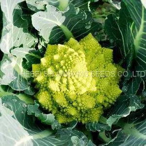 F1 Hybrid Beautiful Green Cauliflower Seeds /Broccoli Seeds thumbnail-3