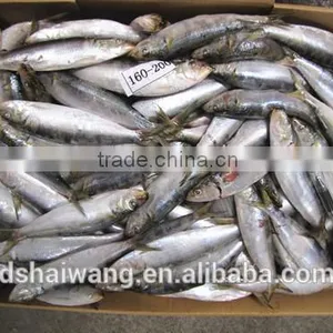 Frozen Sardines for Canning With Size 160-200 Pcs / 10kg thumbnail-4