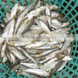 New Coming Frozen All Types of Sardine Fishes 200-220 Pcs thumbnail-1