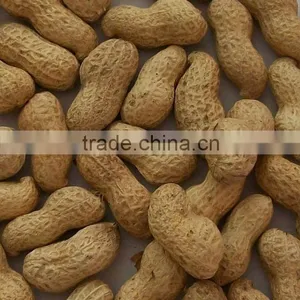 Roasted Shelled Peanut thumbnail-1