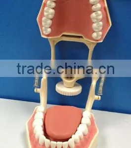 Dental Typodonts Teeth Articulators Model With Jaw Removable Screw thumbnail-2