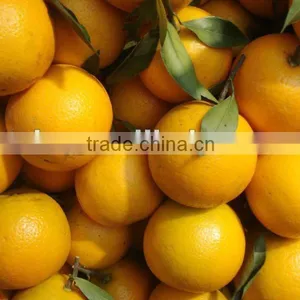 Fresh Orange thumbnail-1