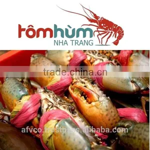 LIVE Mud Crab Vietnam: Male, Female, Egg Mud Crab thumbnail-6
