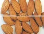 Fresh Almonds From China thumbnail-1