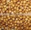 Coriander Seed thumbnail-1