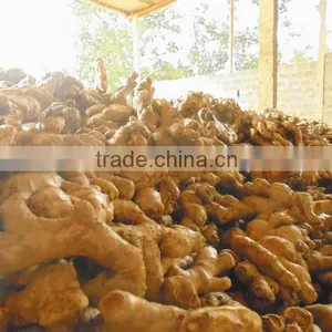 Best Price, OLD Ginger, Fresh Ginger thumbnail-2