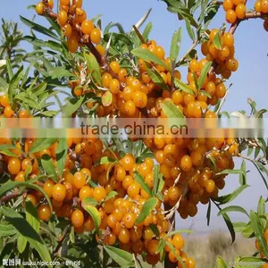 Buckthorn Berry Seed For Planting High Economic Value Can Harvest More Than 25 Years thumbnail-1