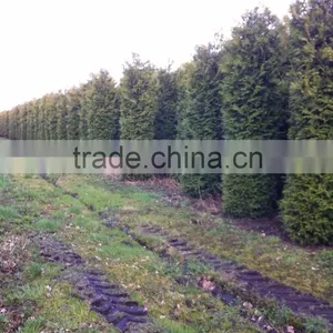 Thuja Brabant Occidentalis. thumbnail-1