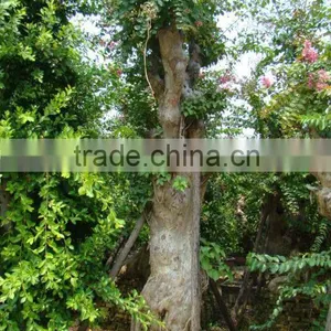 Lagerstroemia Indica L. thumbnail-1