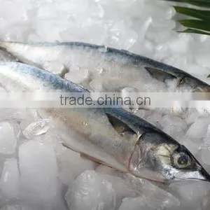 Fish thumbnail-1