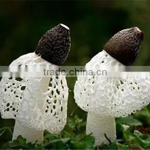 Dried Dictyophora Mushroom/ Dictyophora Indusiata thumbnail-3