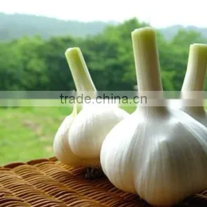 Natural Garlic Extract Oil thumbnail-1