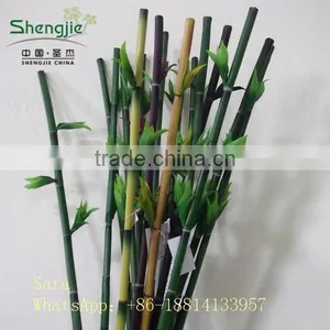 Indoor Foliage, Dracaena Sanderiana,Lucky Bamboo thumbnail-1
