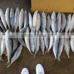 Frozen Pacific/Atlantic Mackerel Fish thumbnail-2