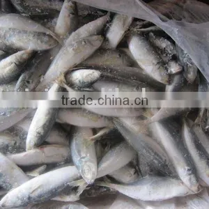 Frozen Horse Mackerel 50-70g thumbnail-1