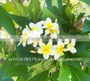 Frangipani Absolute thumbnail-1