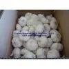 Pure White Fresh Garlic thumbnail-1