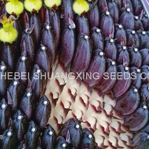 Big Size High Quality Chinese Purple Sunflower Seeds for Growing thumbnail-2