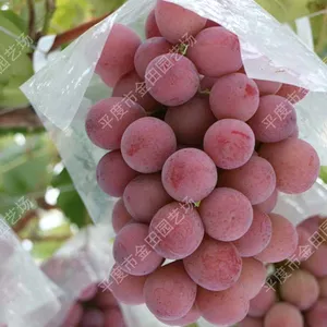 Taste Grape Seedling Grape Vines thumbnail-1