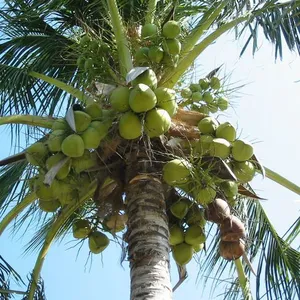 Coconut Water Processing Machine/coconut Juice Machine/coconut Milk Press thumbnail-6