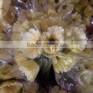 Excellent Quality Dalma Gerbera Suppliers in Yunnan Province thumbnail-1