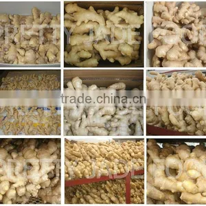 Price of Fresh Ginger-10kg Carton thumbnail-1