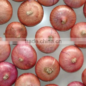 Red Onion thumbnail-1