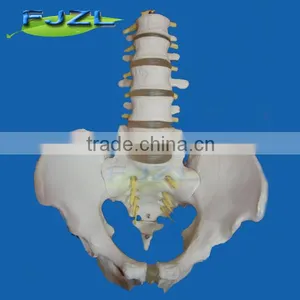 Life-size 5 Lumbar Vertebra, Pelvis Anatomic Model thumbnail-1
