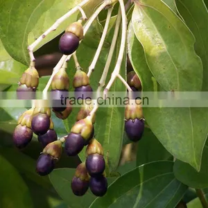 100 Pure Natural Cinnamon Essential Oil thumbnail-1
