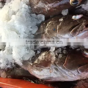 FROZEN REEFCOD/GROUPER WHOLE I.F./IWP thumbnail-5
