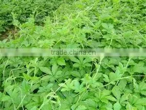 Gynostemma Extract Jiaogulan thumbnail-1