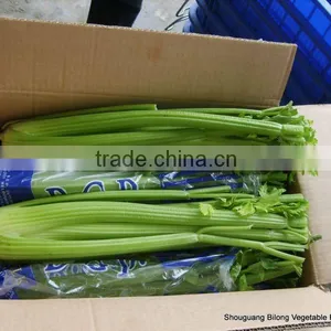 New Season Fresh Celery From China 2016 thumbnail-1