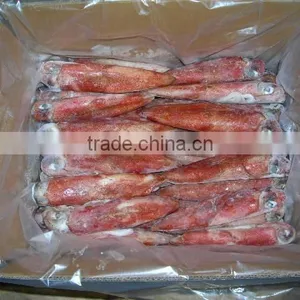 FROZEN RED SQUID WHOLE ROUND thumbnail-1